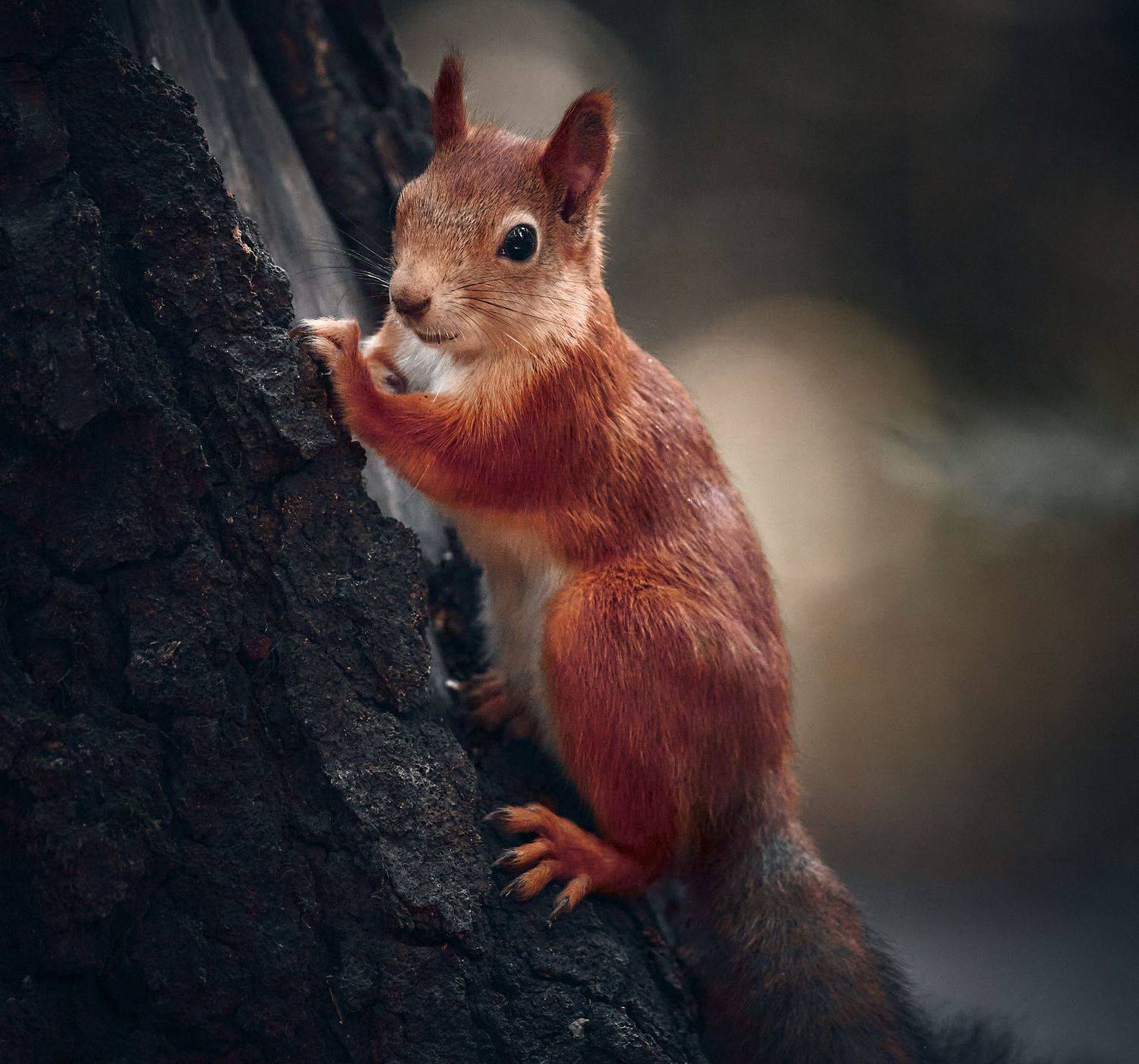белочка, белка, белка на дереве, рыженькая белочка, Mikhail Khmelevskiy