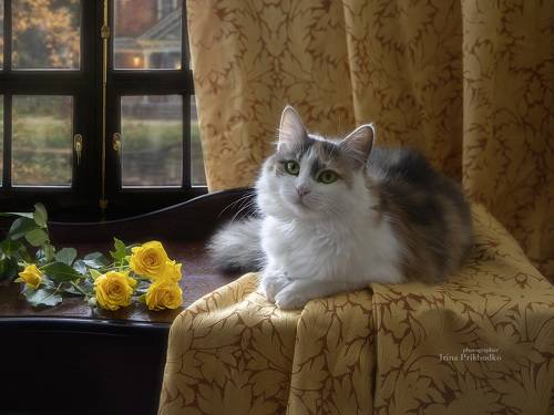 Осенняя кошечка
