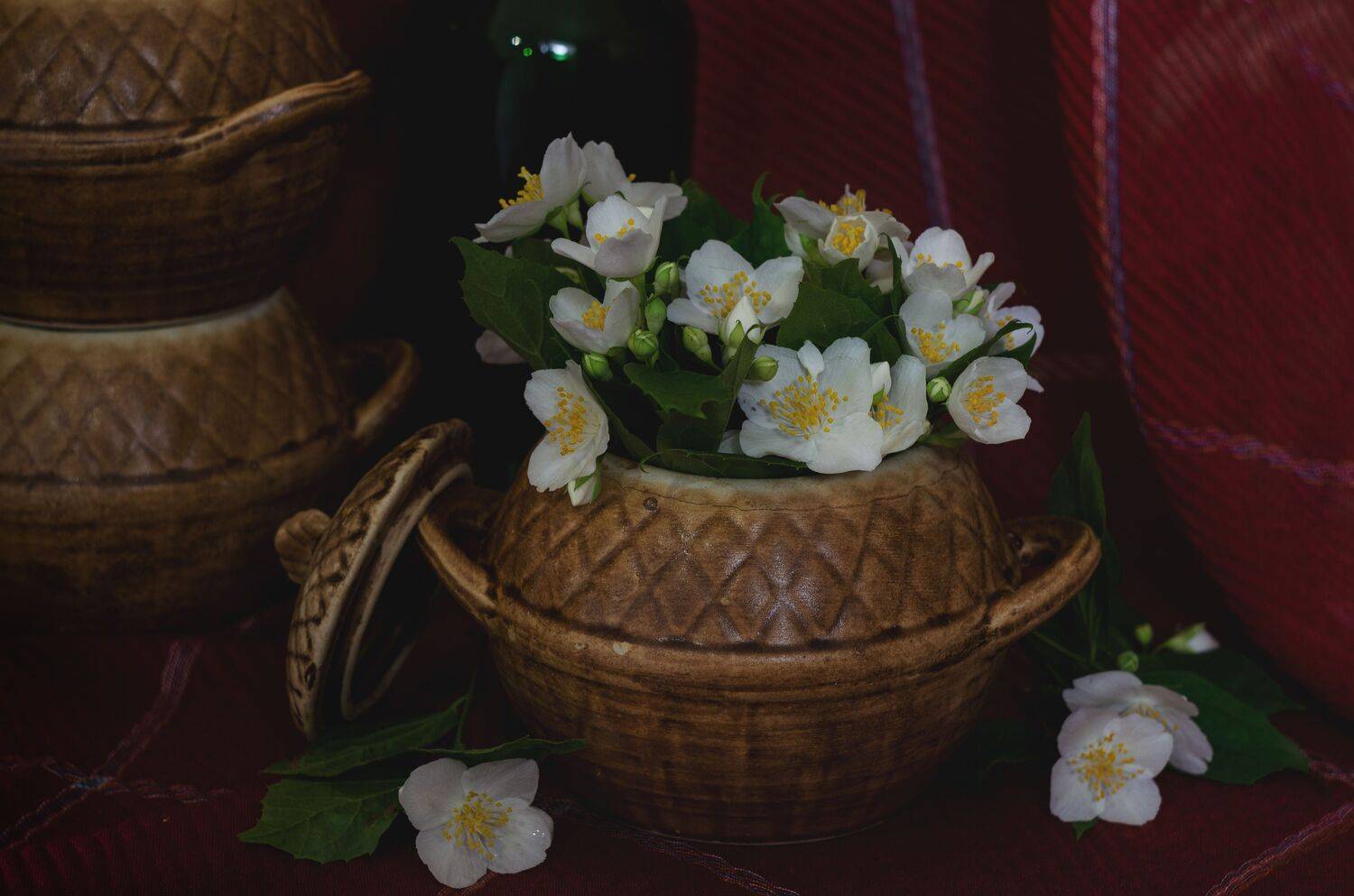 натюрморт, жасмин, Shadow Anna