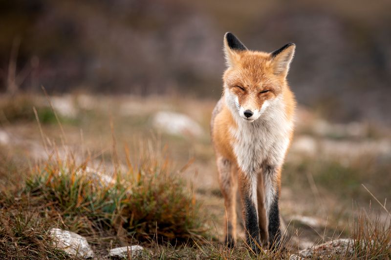 fox, animal, animals, baikal, lake, wild life, лиса, животные, байкал, озеро,  Fox of Baikal фото превью