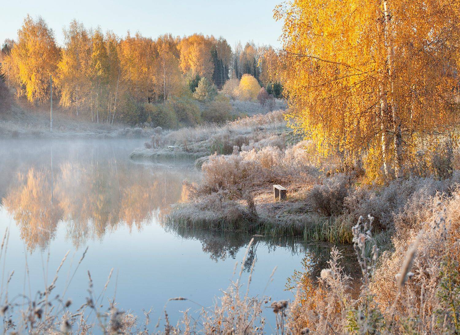 осень березы туман иней рассвет, Сергей Буторин
