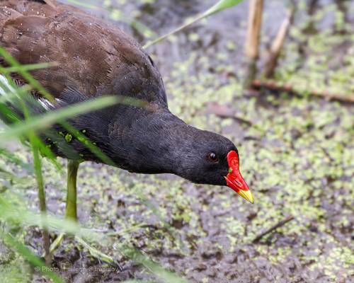 Gallinula chloropus