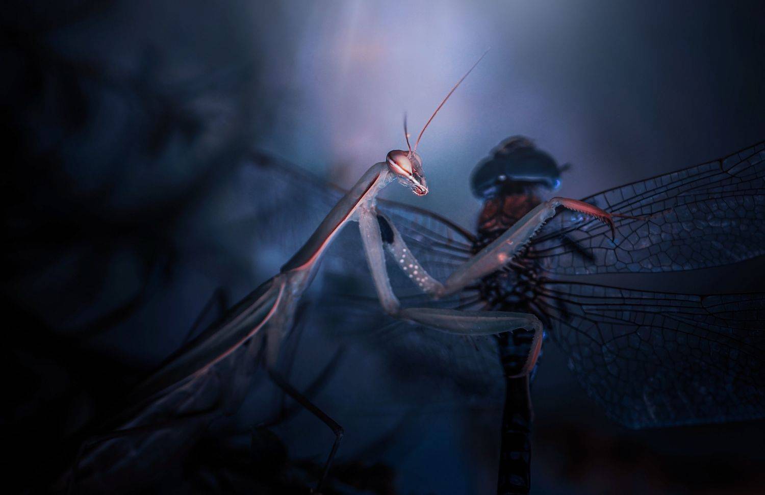 , Лапшина Владлена