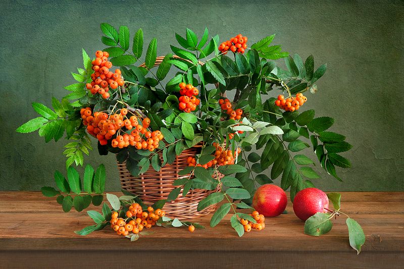 Рябина фото превью