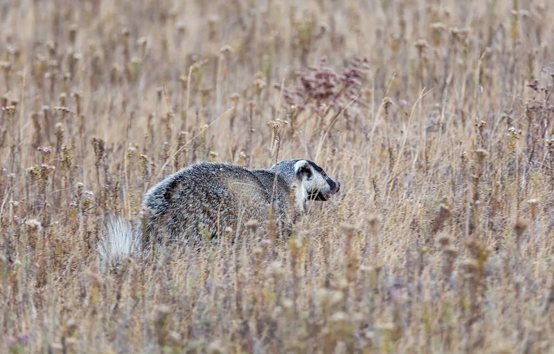 барсук, степь, Барсук в степи. фото превью
