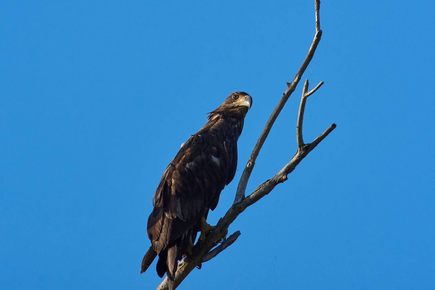 Haliaeetus albicilla, White-tailed eagle, volgograd, russia, wildlife, , Сторчилов Павел