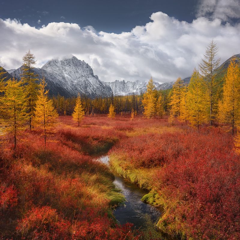 осень, колыма, озеро джека лондона Среди красных ковров голубики петляет безымянный ручей фото превью