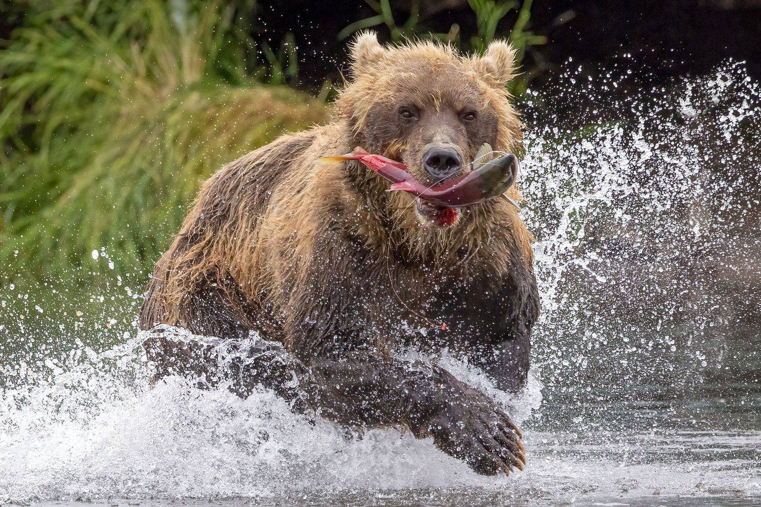 , Логунов Максим