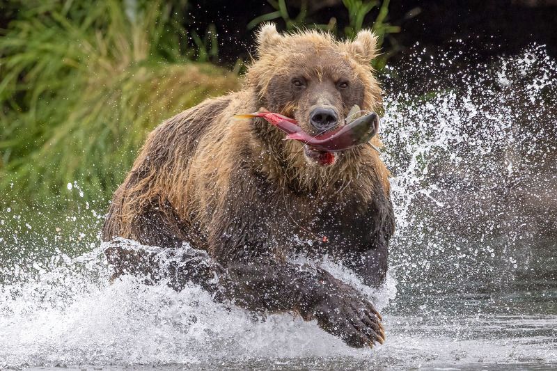 -Голодным не останусь! фото превью