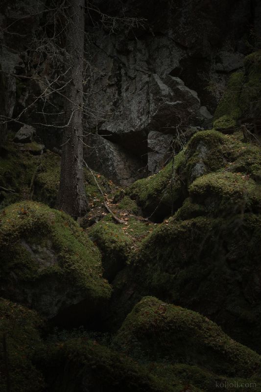 карельский перешеек, карелия, ленинградская область, дремучий лес, чаща, северный лес, в лесах под выборгом, пригороды петербурга, дебри, мрачный лес, леший, скалы, первозданная природа, текстуры тайги, хийси Искусство зодчего леса фото превью