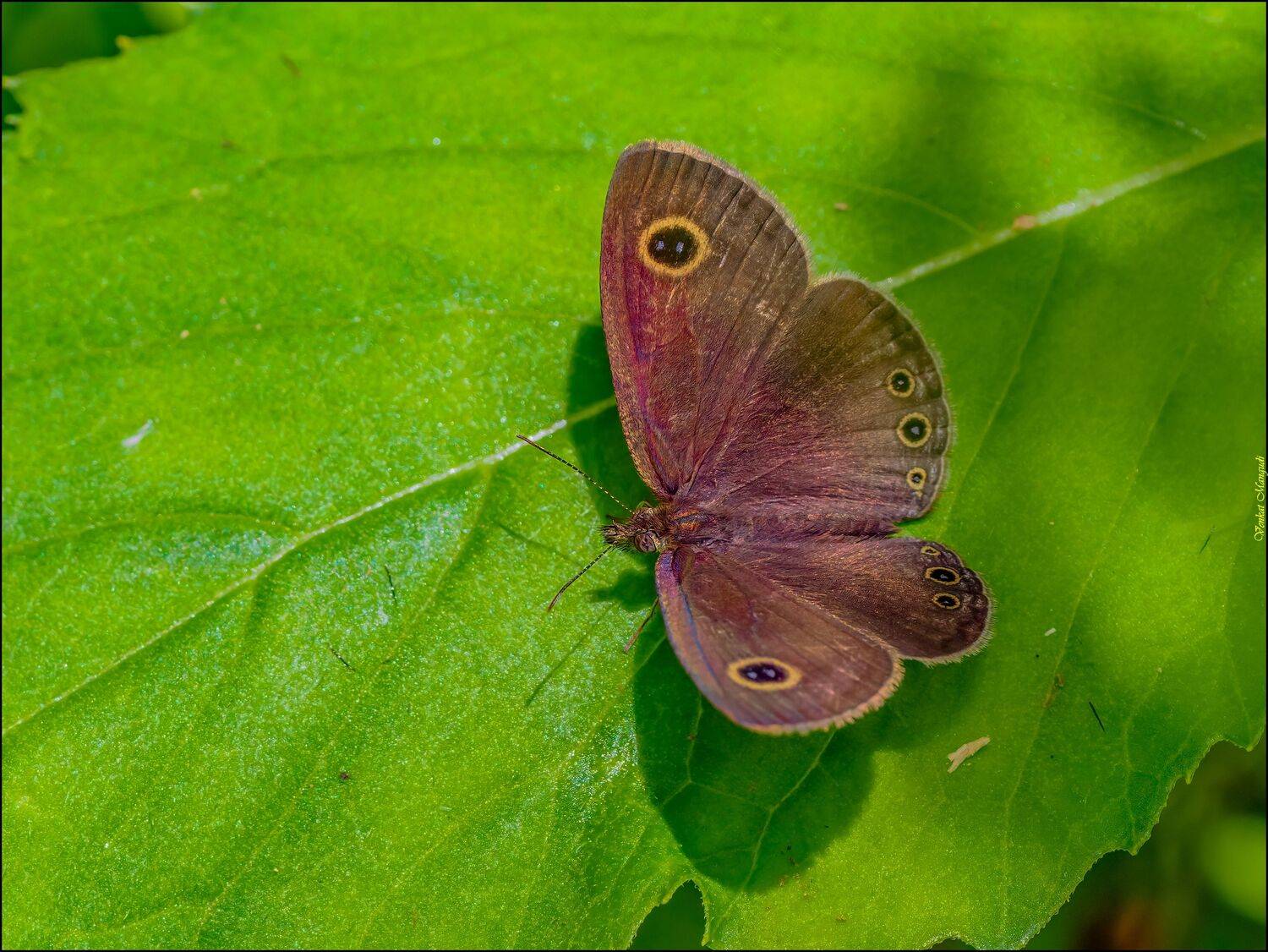 Common four ring. Автор: Venkat Mangudi , Venkat Mangudi