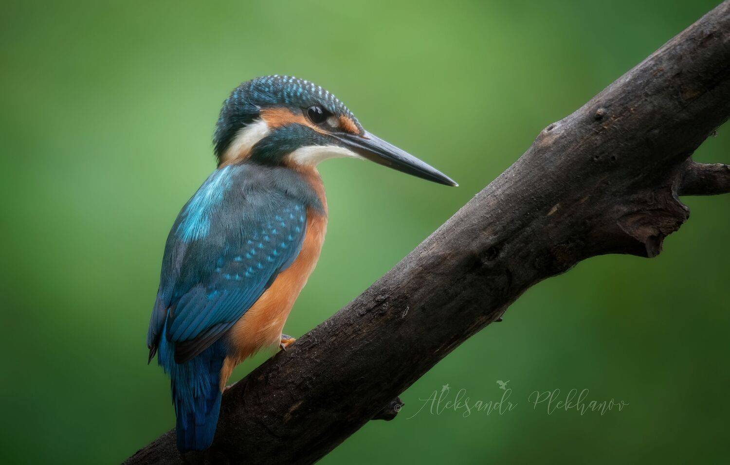 зимородок , kingfisher , wildlife, Плеханов Александр