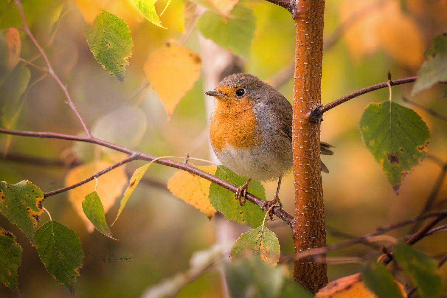природа, лес, поля, огороды, животные, птицы, макро, Посевич Дмитрий