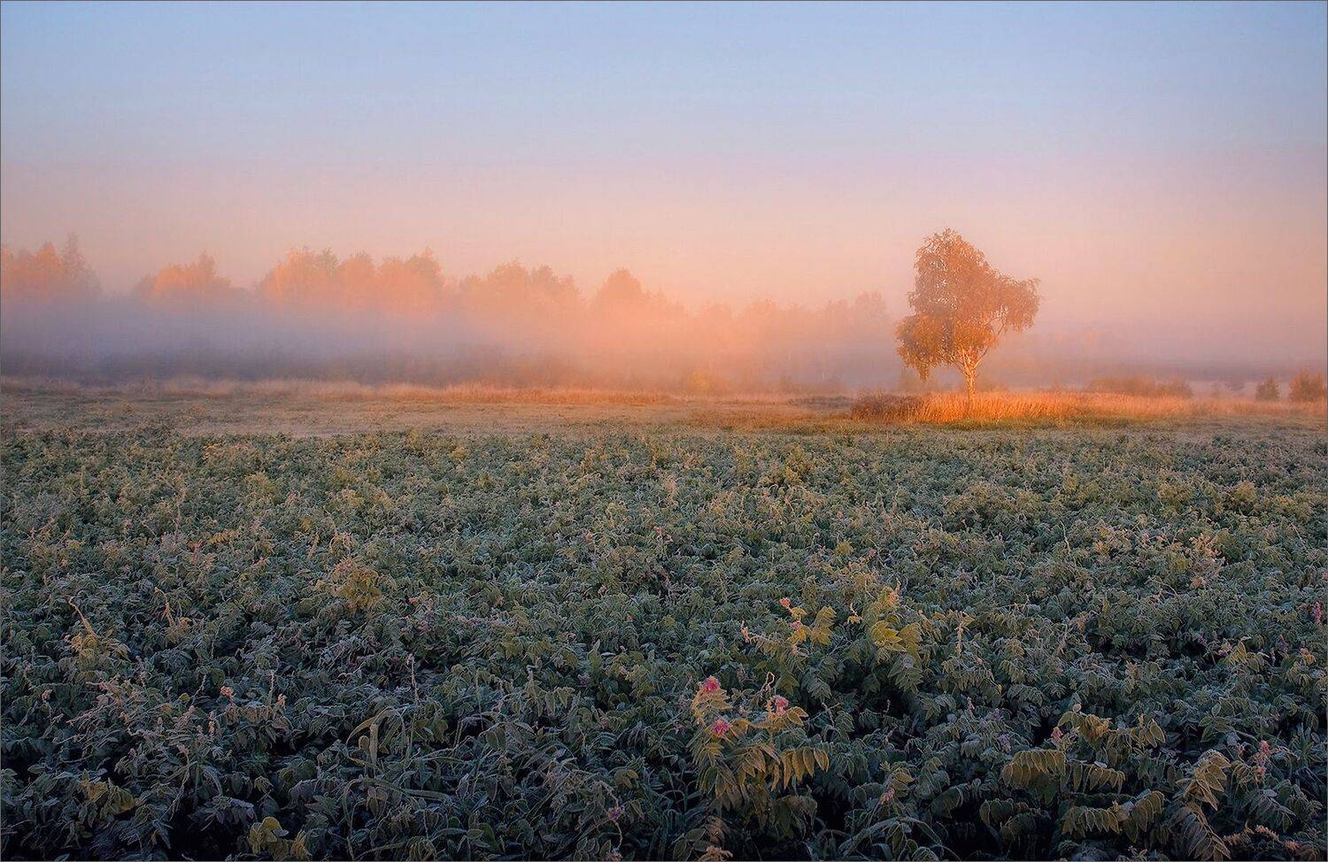 пейзаж, утро, осень, поле, свет, туман, цвет, александр никитинский, Никитинский Александр