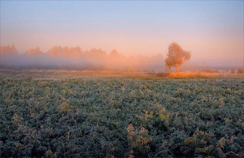 Первые заморозки...
