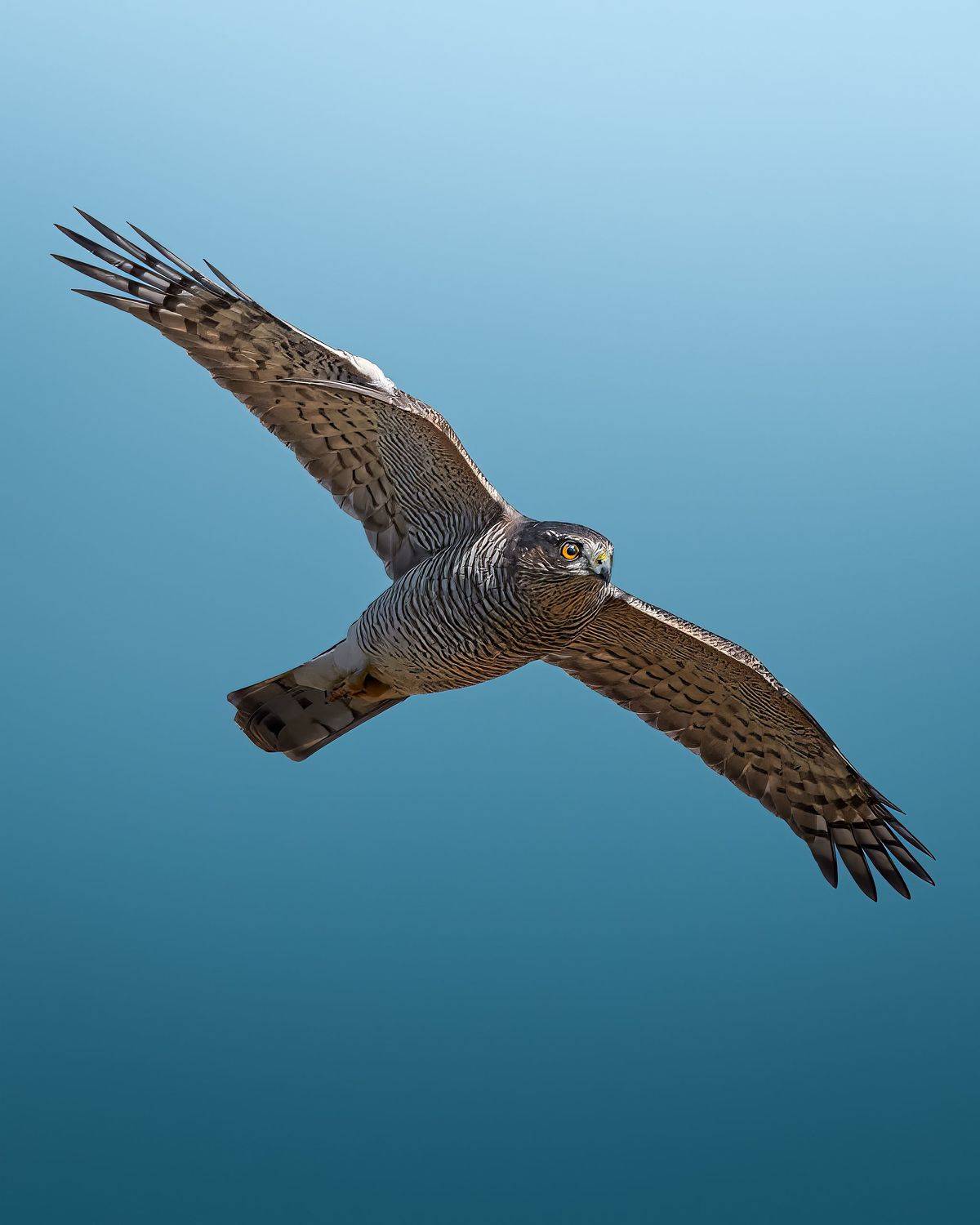 , Поляков Михаил