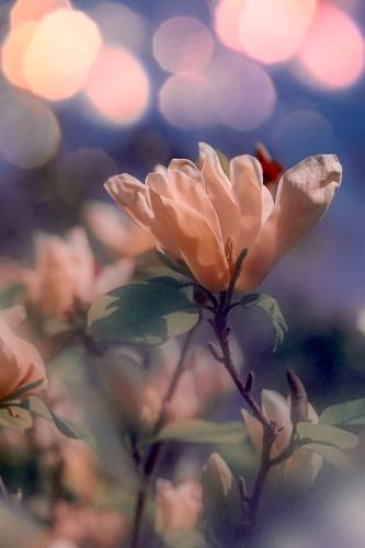 Magnolia