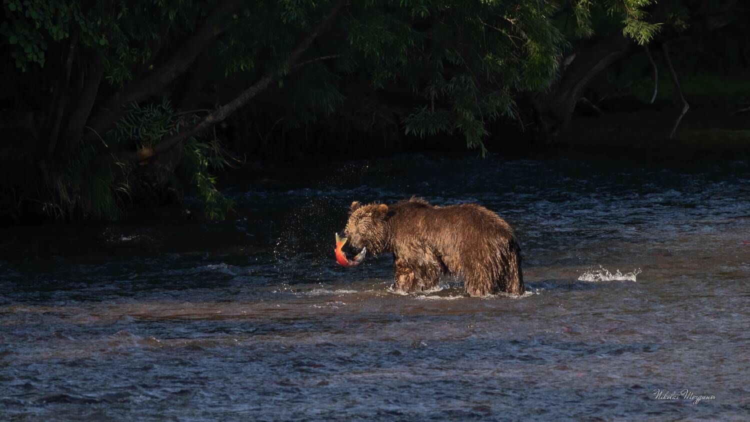 , Николай Мозгунов
