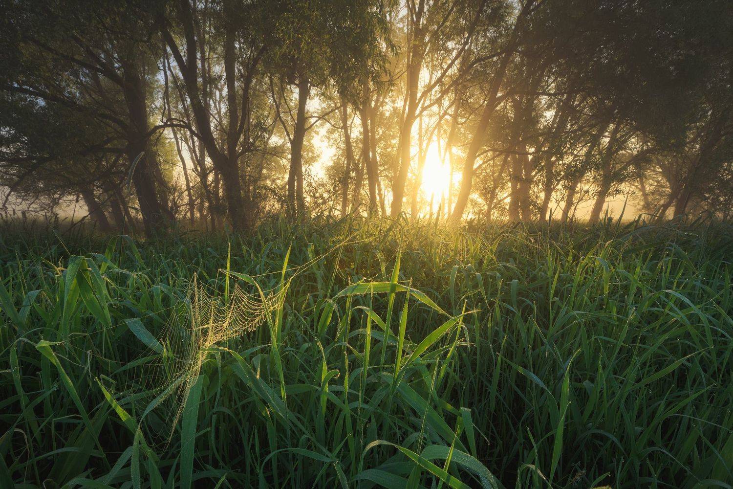2022, россия, калужская область, лето, утро, туман, трава, солнце, паутина, трава, пейзаж, деревья, Денис Лукьяненко
