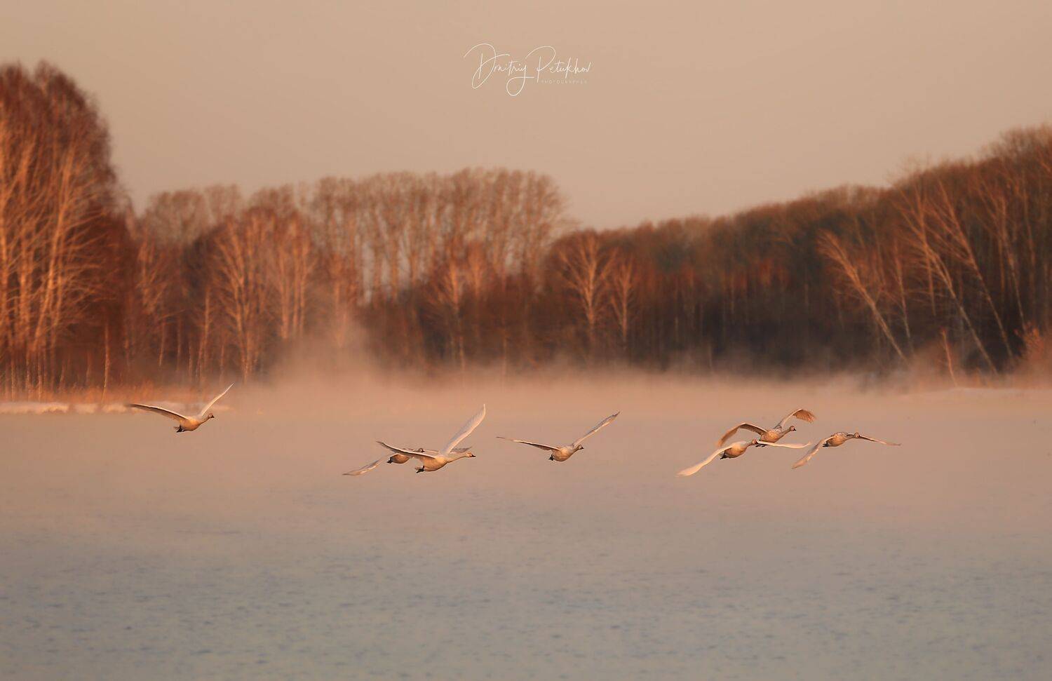 Лебеди, Дмитрий Петухов