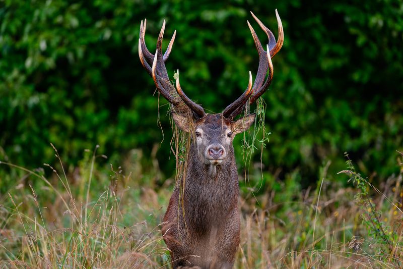 Briedis фото превью