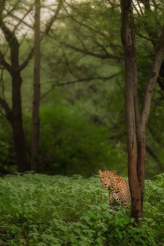 leopard, animal, nature, wild, wildlife Waiting Time фото превью