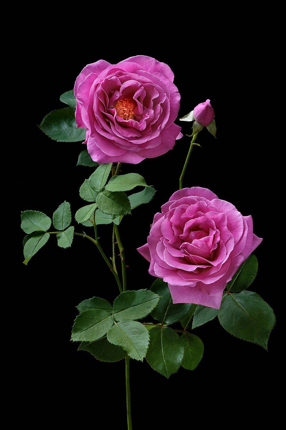 роза, розы, цветы, цветок, флора, лепестки, листья, цветение, Ольга ЯR