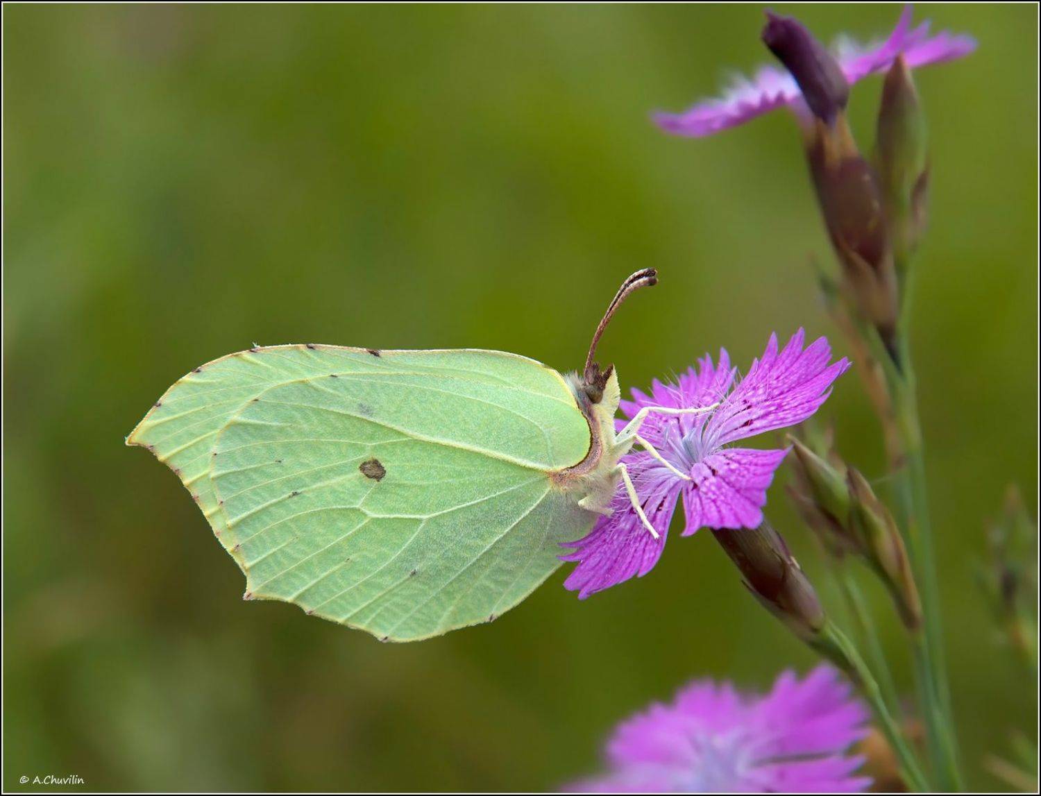 бабочка,лимонница,гвоздика, Александр Чувилин