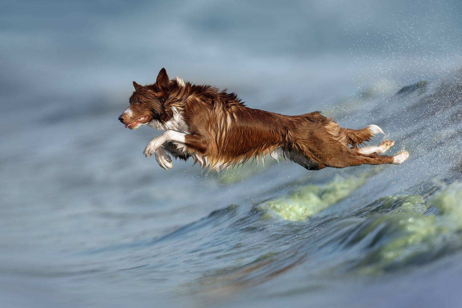 , Светлана Писарева