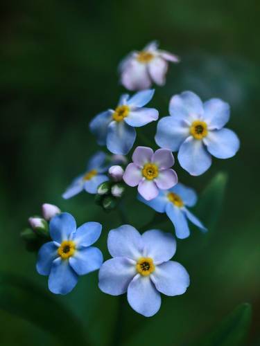 Художественная фотография