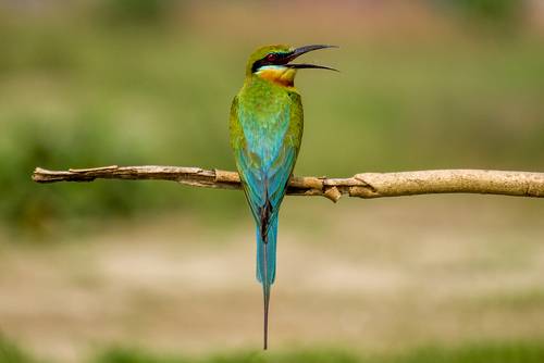 Blue Tailed Bee Eater