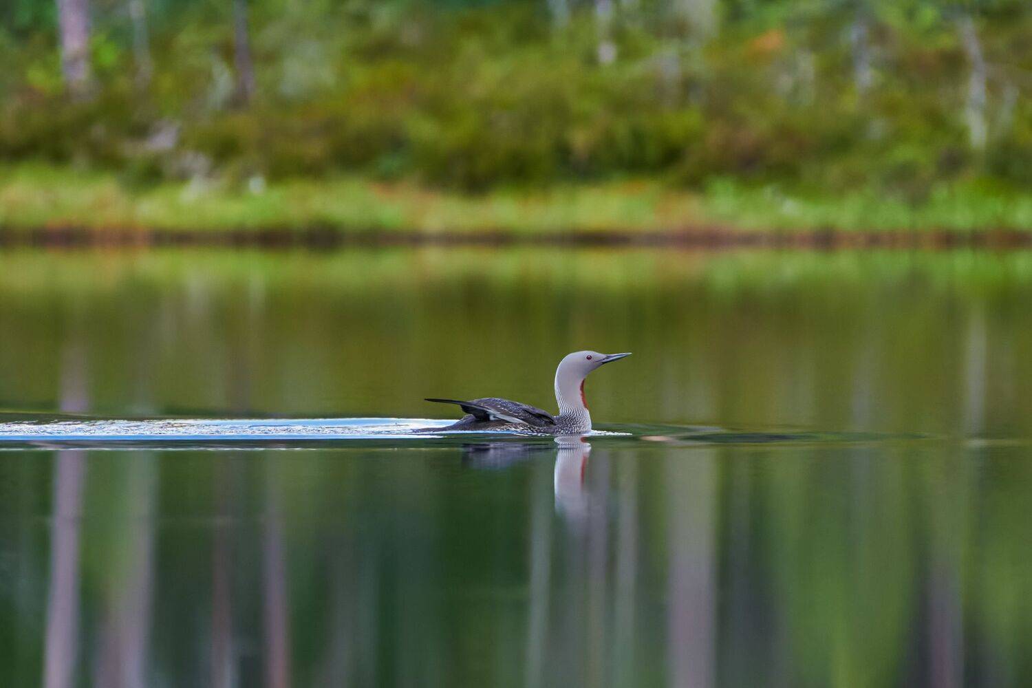 #bird #wildlife #nature #birdphotography, Александр Семенов