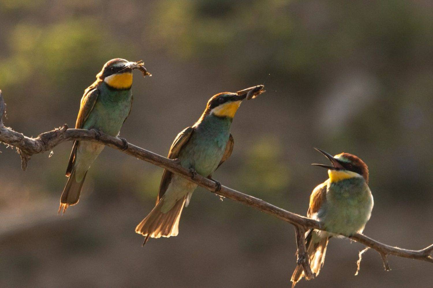щурка, птица, щурки,, Цветков Сергей