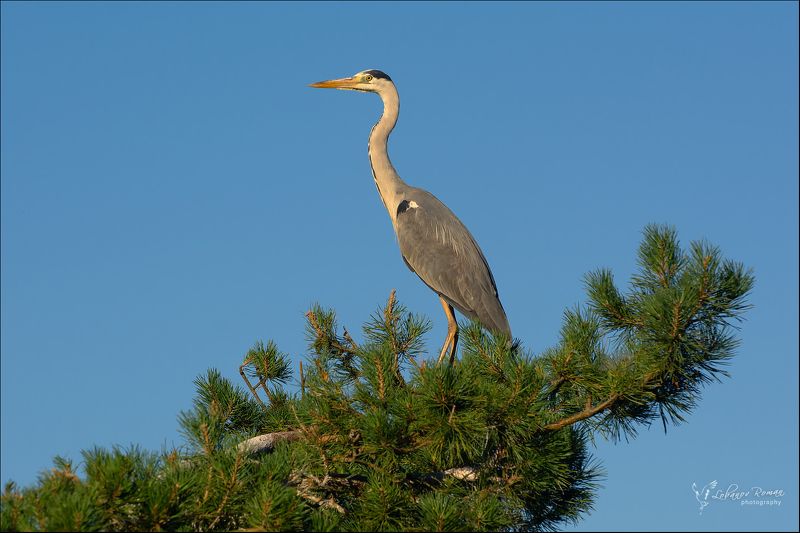 * * * фото превью