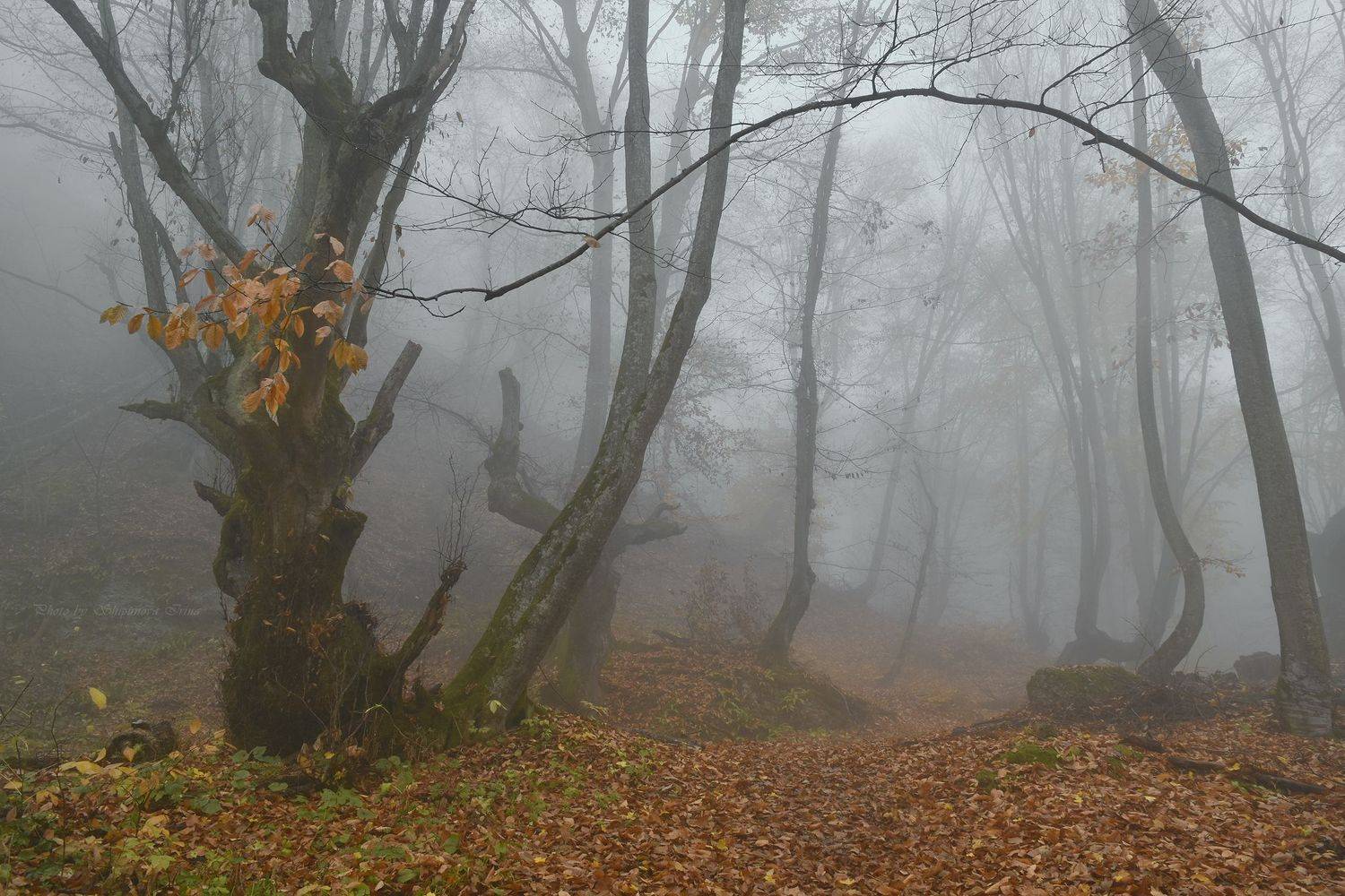 , Шипунова Ирина