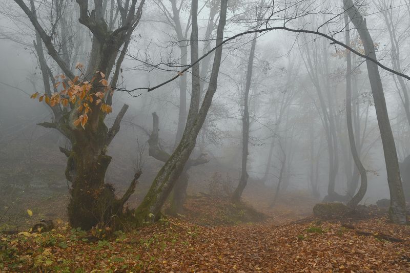 Арка в осень фото превью