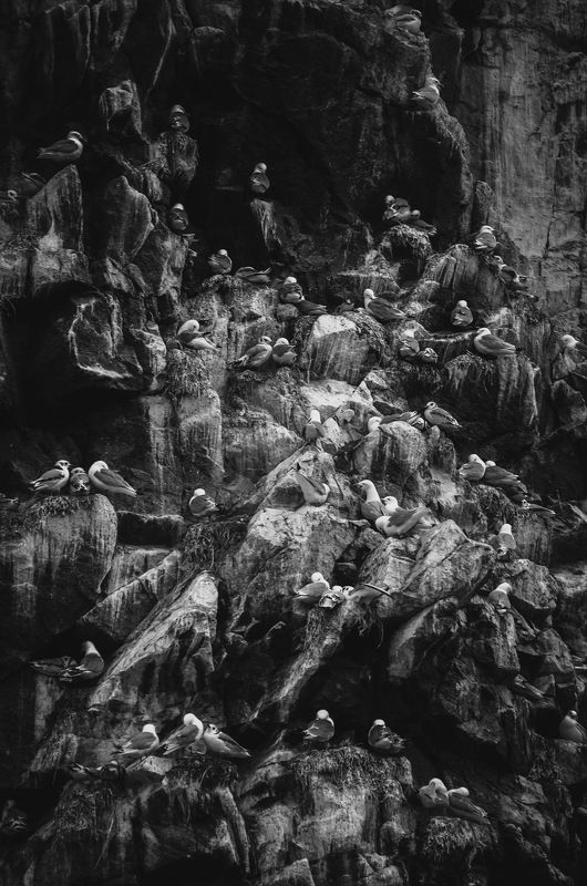 Арктика, Север, Териберка, Баренцево море, птицы  Базар фото превью