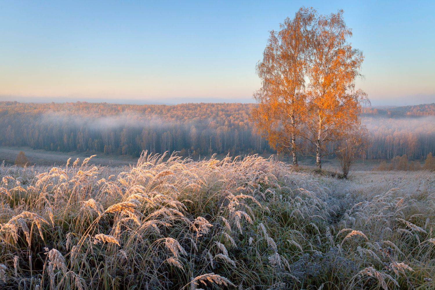 рассвет осень берёза иней, Сергей Буторин