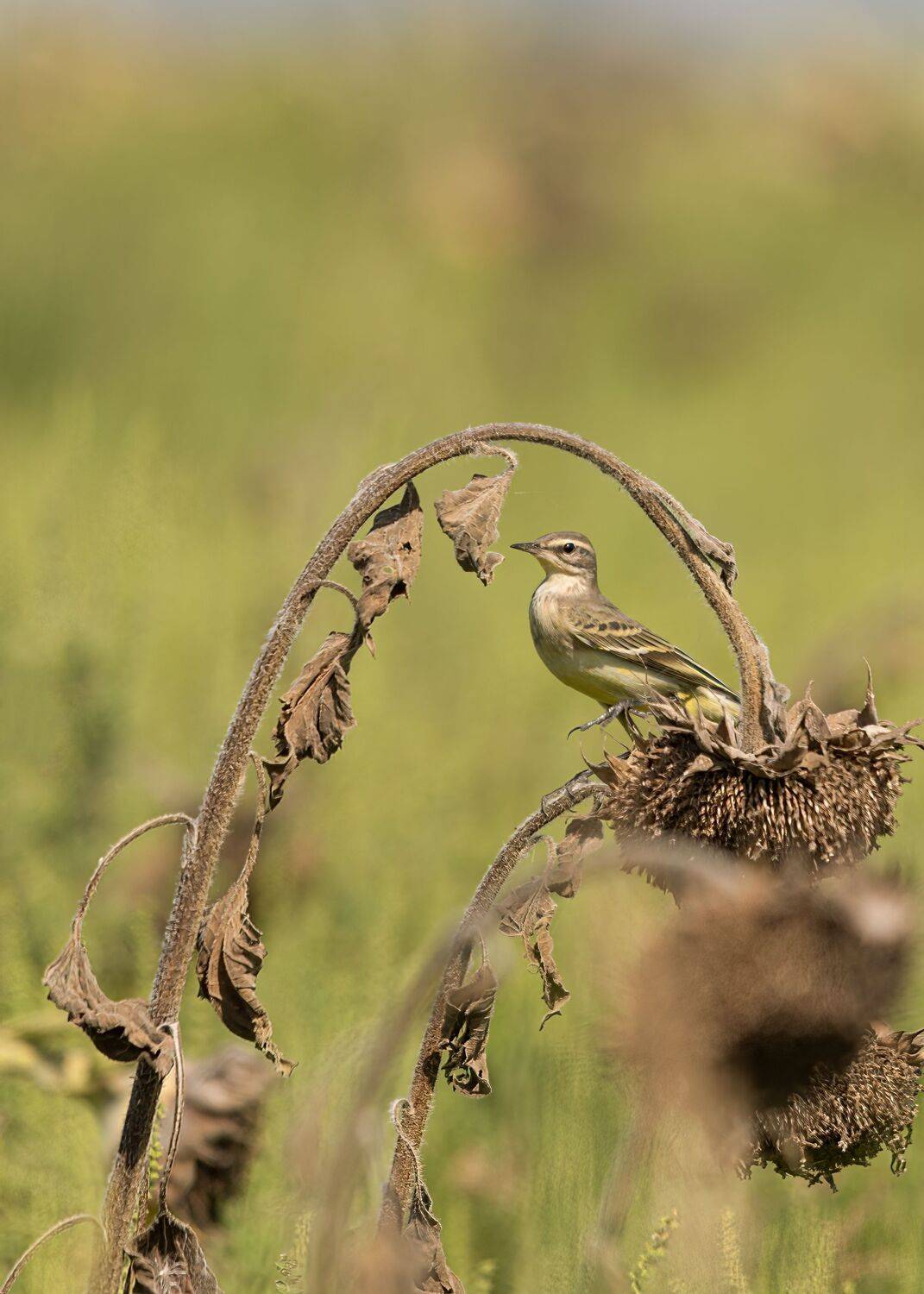 желтая, трясогузка, Алексей Рыльский