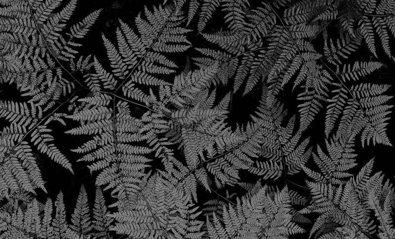 Папоротник фото превью