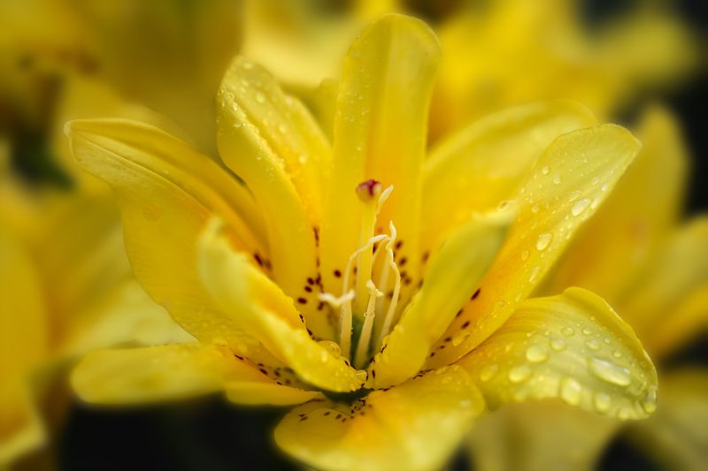yellow rose, flowers, garden, macro, close-up, nature, water drops yellow rose,after rain фото превью