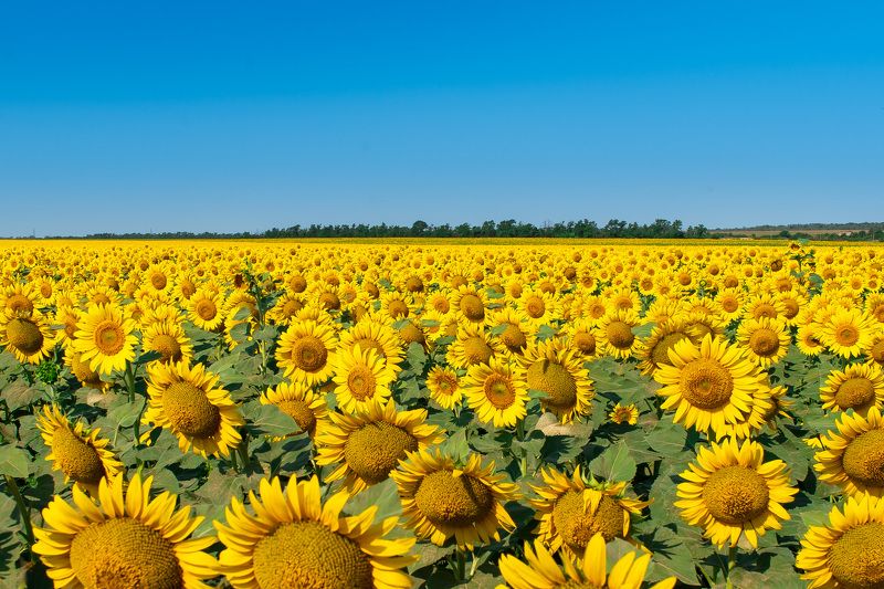 Litlle sun filed фото превью