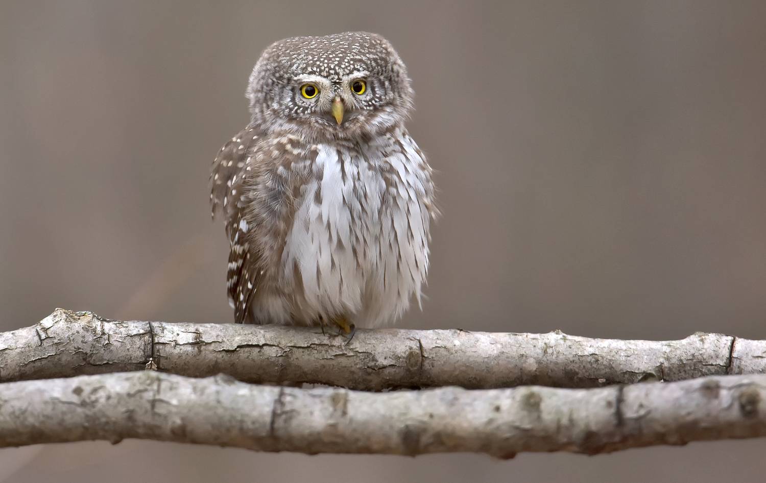 воробьиный сыч, Макеев Алексей