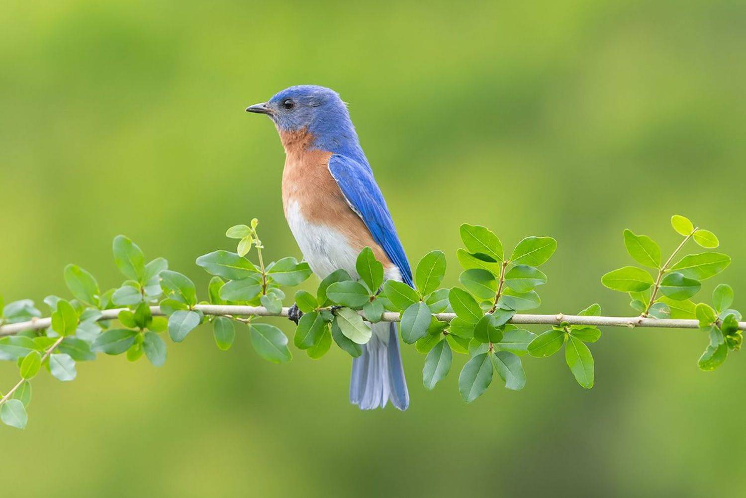 восточная сиалия, eastern bluebird, bluebird, Etkind Elizabeth