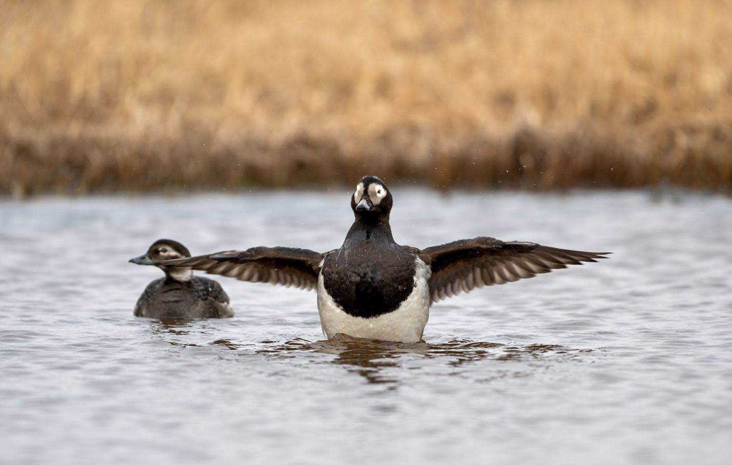 морянка ,западная сибирь., алексей овчинников