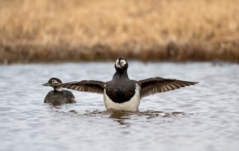 морянка ,западная сибирь. Морянка фото превью