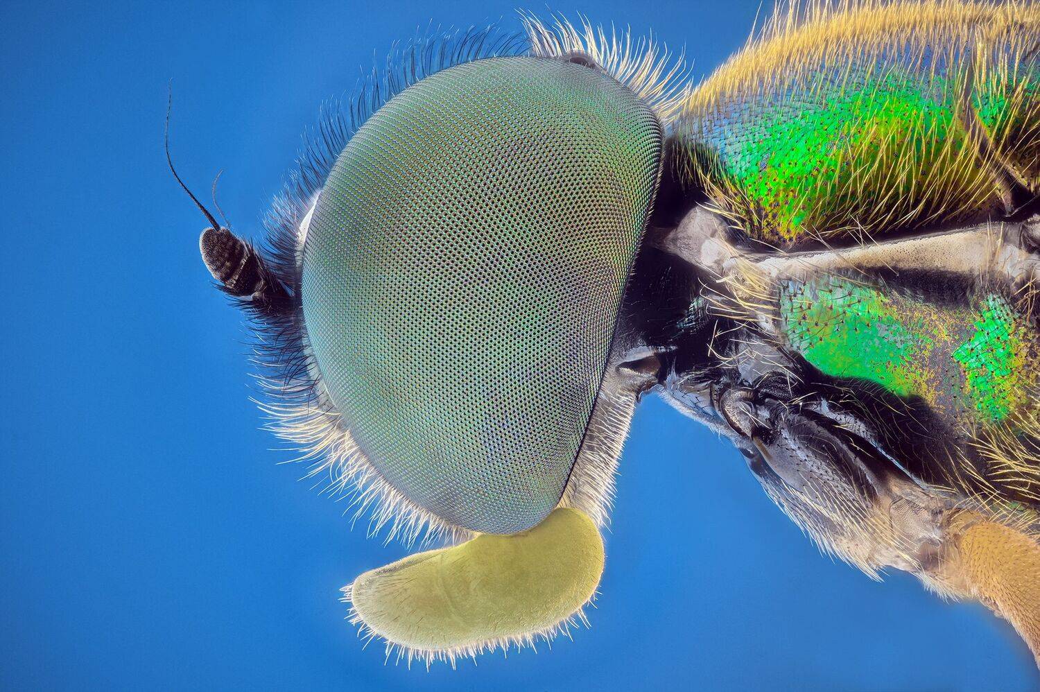 ceclii, macro, Tsvetan Ganev