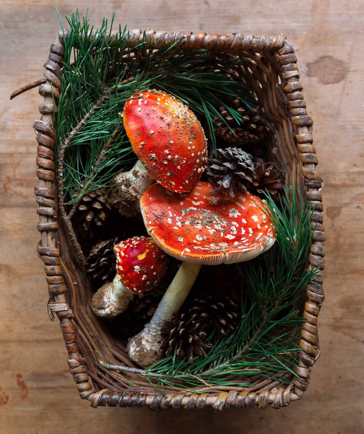 , Мария Чепрасова