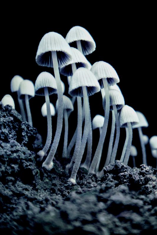 природа, грибы, поганки, макро, макро мир, пришельцы Пришельцы фото превью