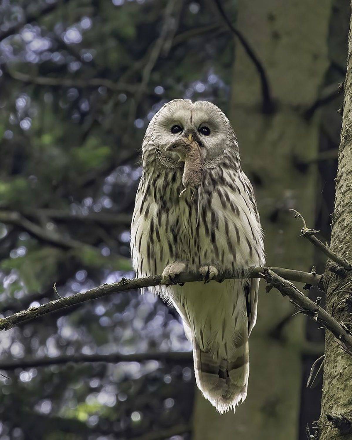 птица, сова, добыча, мышь, Наталия Сытина